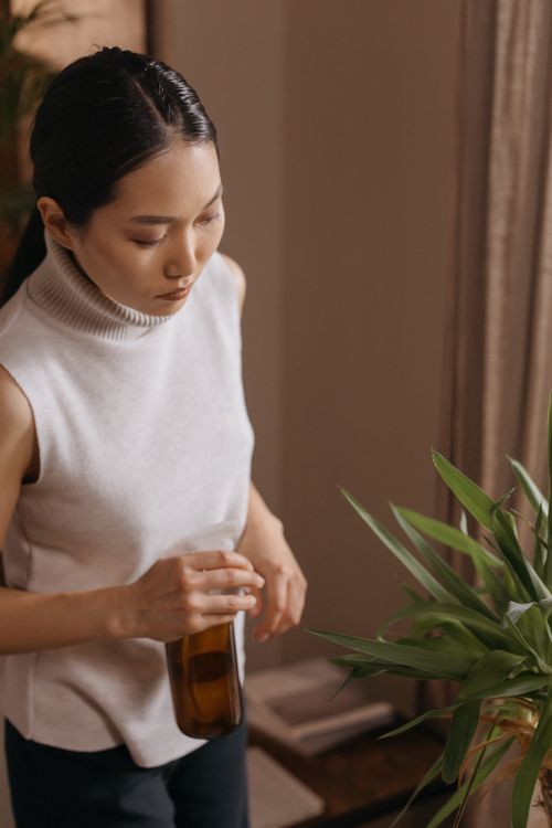 Free An Asian woman attentively cares for her indoor plant with a spray bottle in a cozy setting. Stock Photo