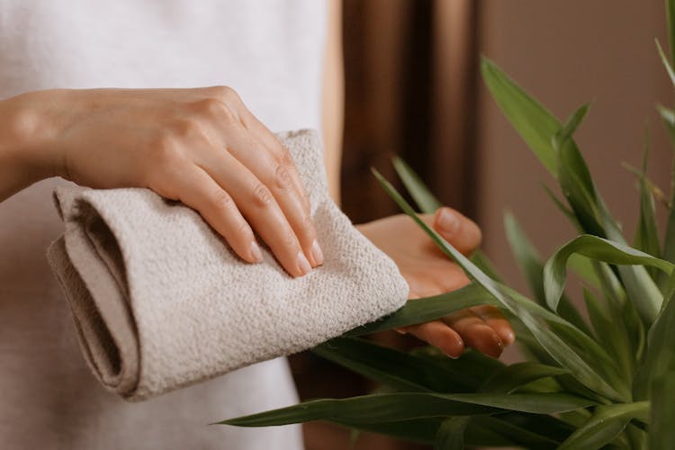 A Person Wiping A Plant With A Cloth