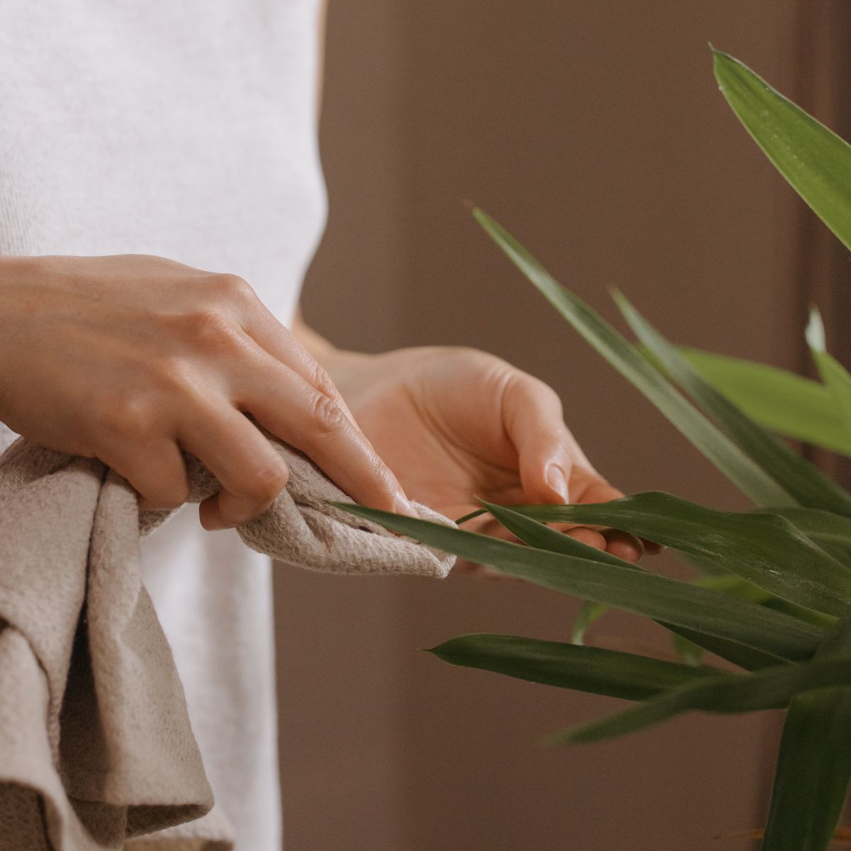 Pessoa limpando folhas de planta dentro de casa com pano macio