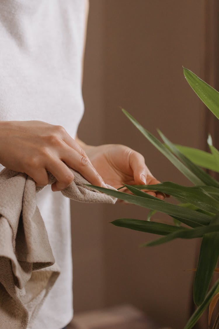 
A Person Wiping A Plant With A Cloth