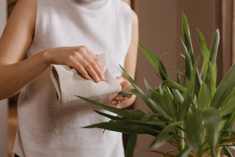 
A Person Wiping A Plant With A Cloth