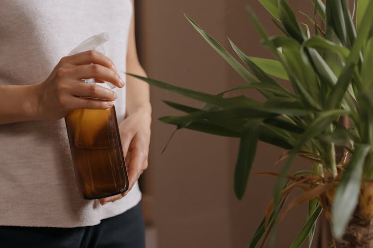 A Person Watering A Plant