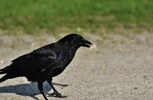 Foto profissional grátis de animal, ave, corvo