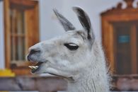 A Llama with Protruded Teeth