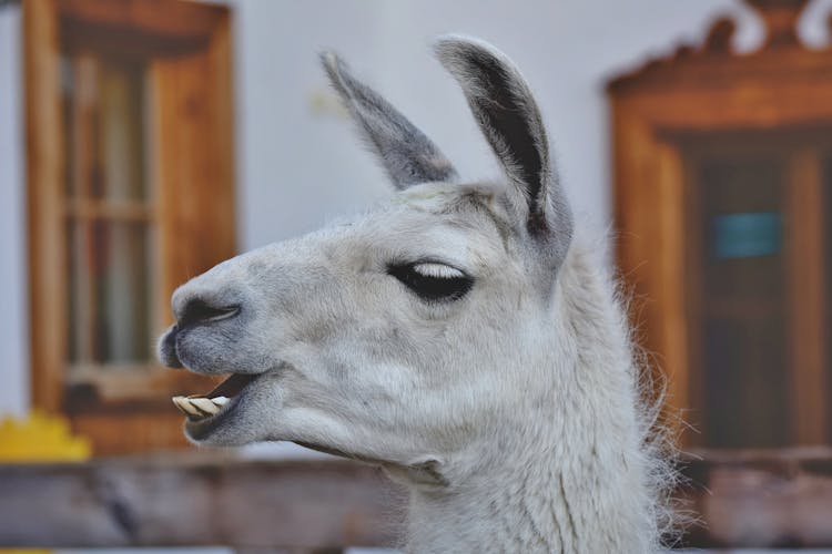 A Llama With Protruded Teeth