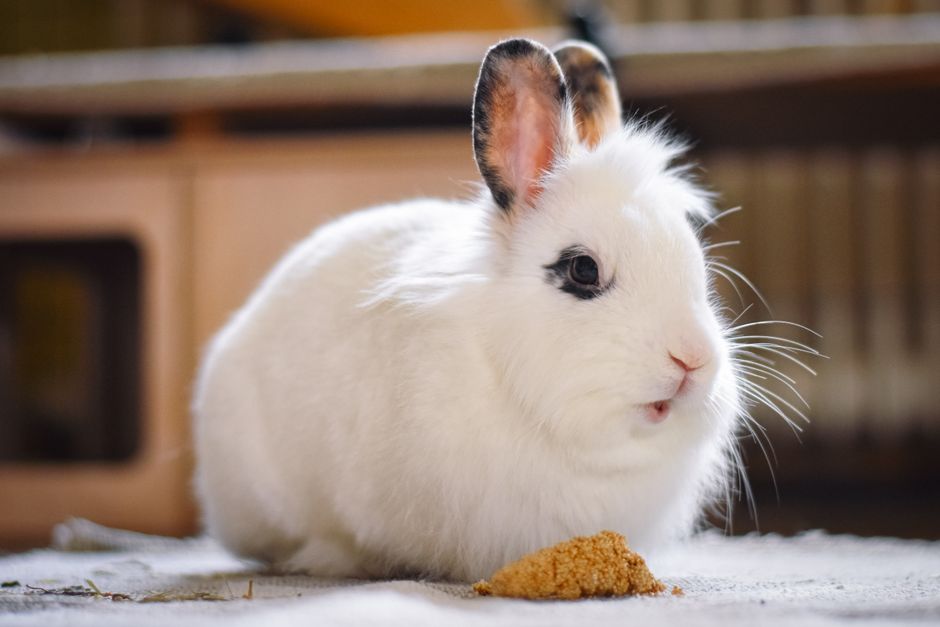 Close-up of a fluffy white rabbit sitting on the floor with food indoors.