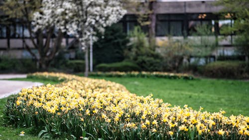 Yellow Flowers on Green Grass Field