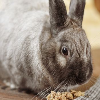 Rabbit