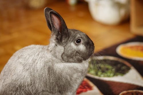 Free Side View of a Cute Gray Rabbit  Stock Photo