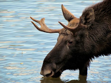 A detailed close-up photograph of a moose drinking water in a natural setting, capturing its antlers and serene surroundings.