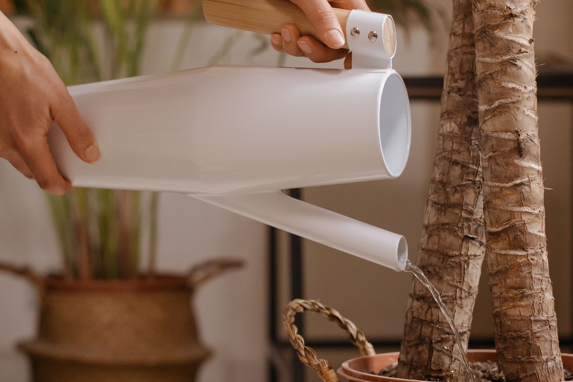 A person watering a potted plant indoors with a sleek white watering can.