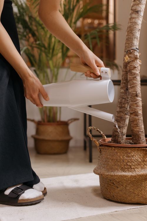 Free A person watering a potted indoor plant with a sleek white watering can. Stock Photo