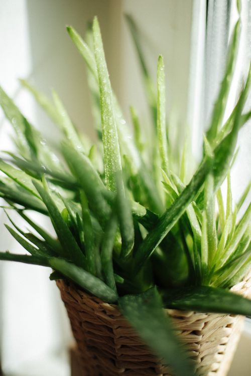 Aloe vera içerikli doğal kozmetik ürünler © Pexels