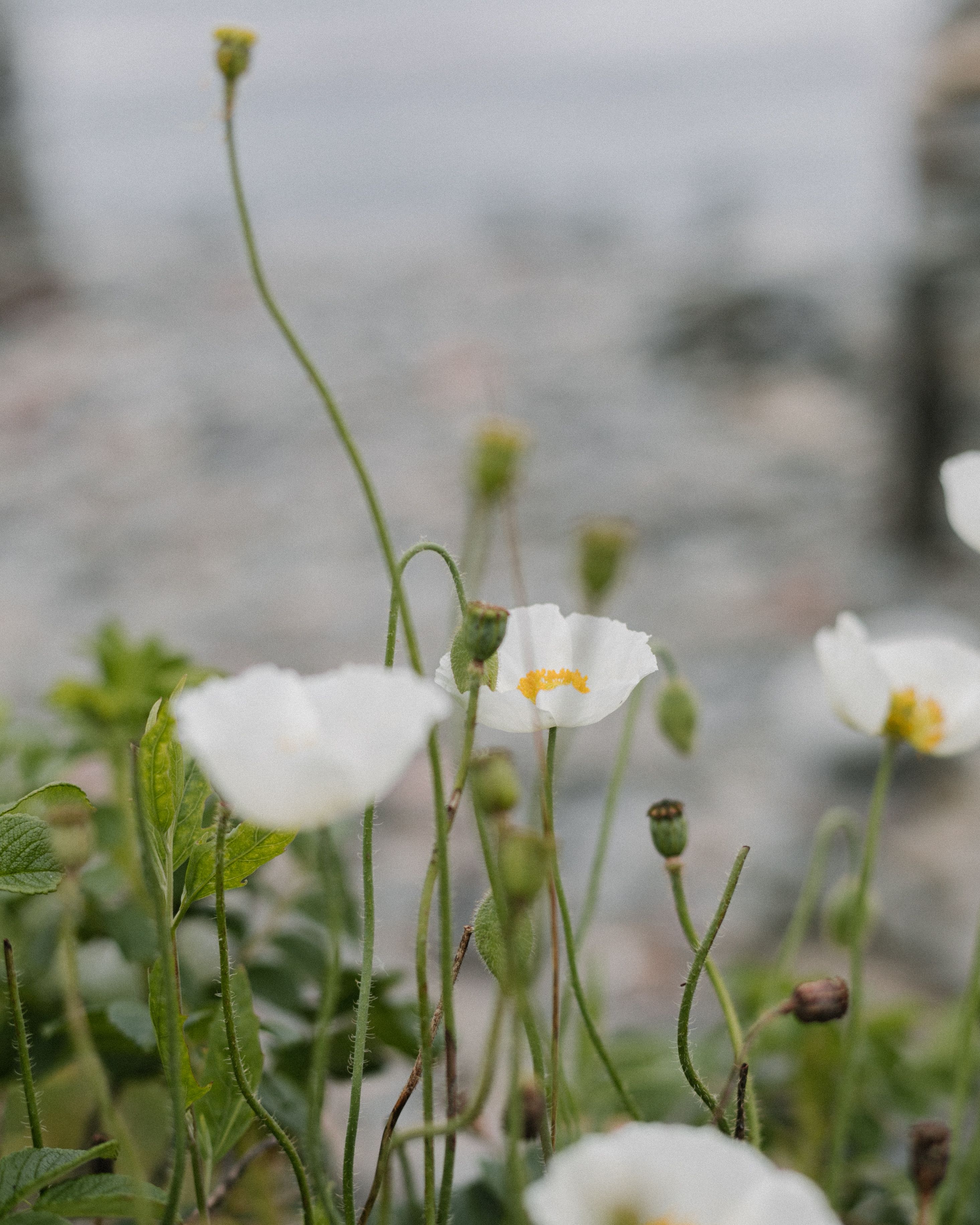 Close-Up Shot of White Flowers in Bloom · Free Stock Photo