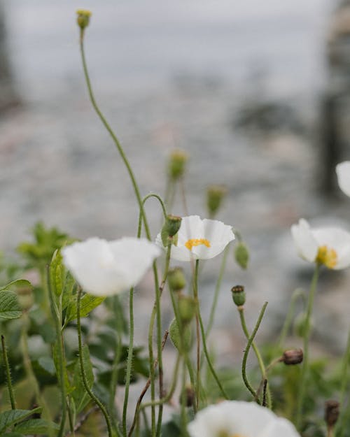 Free Close-Up Shot of White Flowers in Bloom Stock Photo