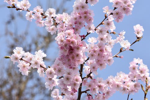 Close-Up Shot of Pink Cherry Blossoms in Bloom