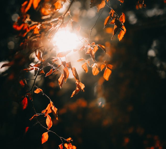 95 022 Best Free Autumn Wallpaper Stock Photos Images 100 Royalty Hd S - Fall Autumn Wallpaper Desktop 95 022 Best Free Autumn Wallpaper Stock Photos Images 100 Royalty Hd S - Fall Autumn Wallpaper Desktop