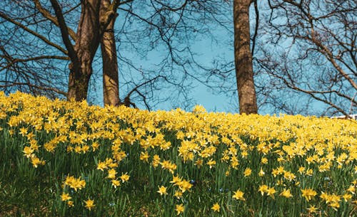 Gratis stockfoto met bloemen, geel, gele bloemen