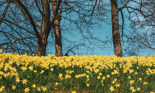 Fotos de stock gratuitas de amarillo, bellezas naturales, flores