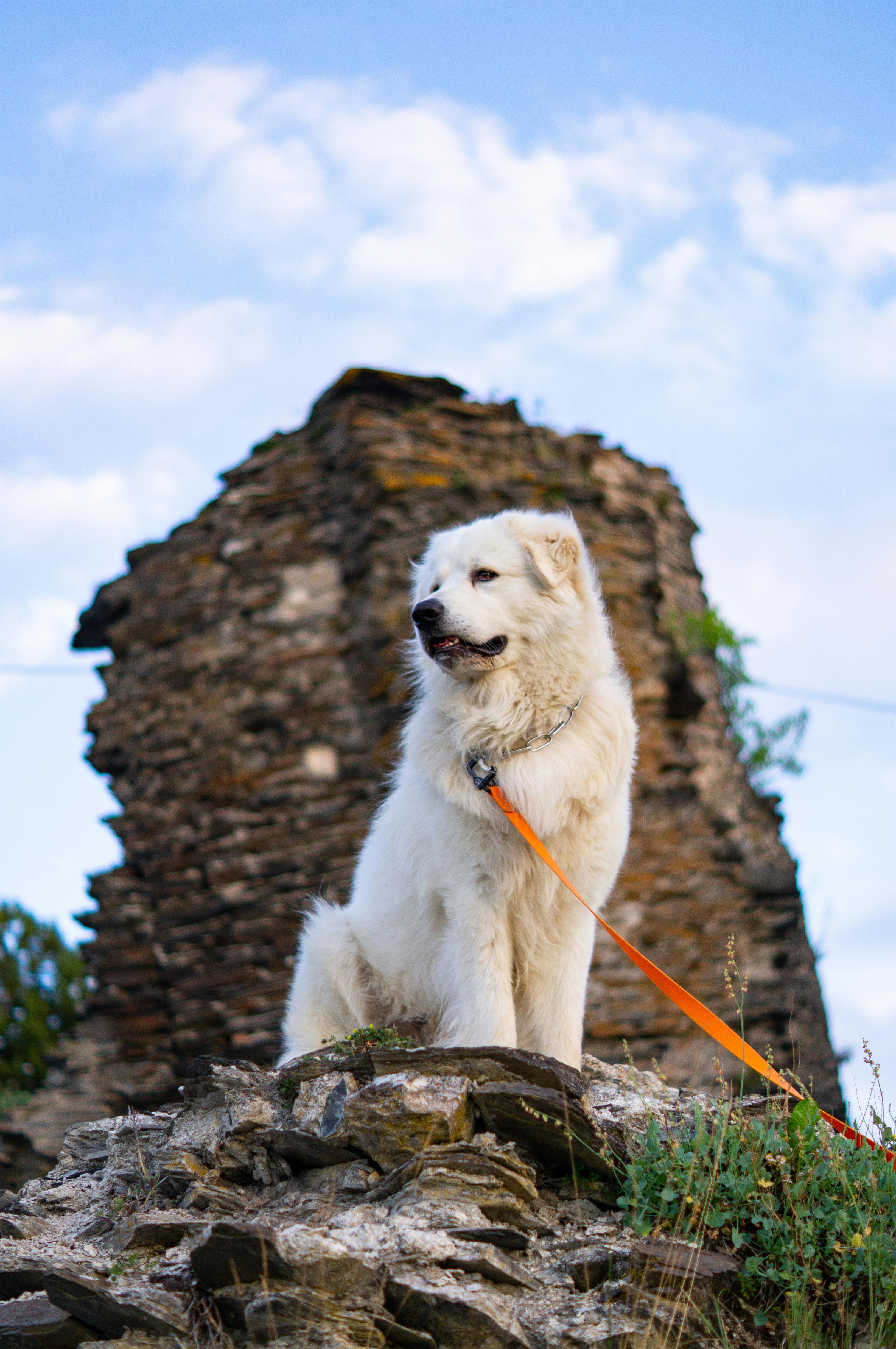 White Hungarian Kuvasz on rocky terrain, photo by Tychon Krug on Pexels