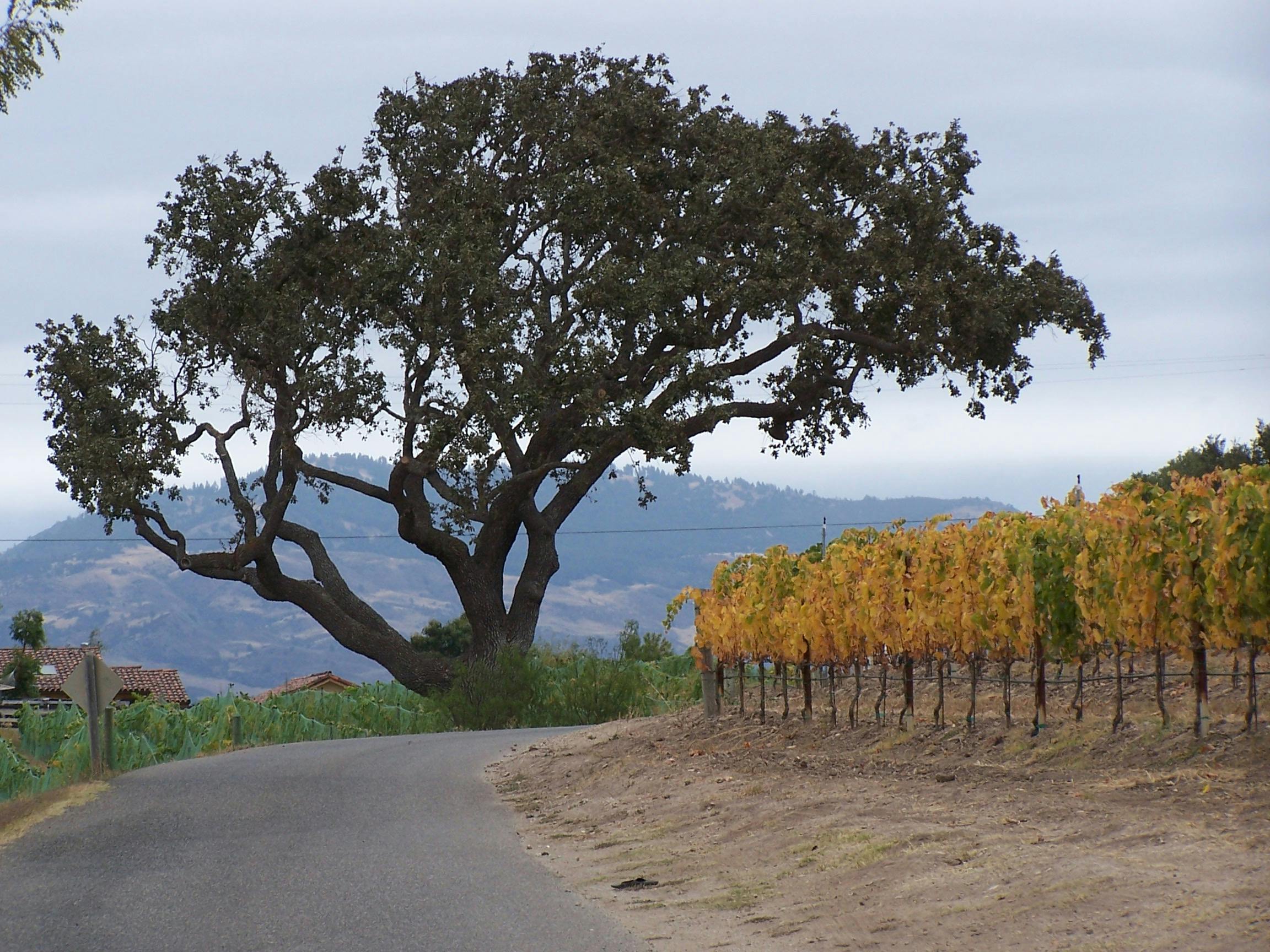 Free stock photo of California wine country