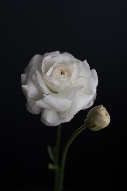 Close-Up Shot of White Rose in Bloom