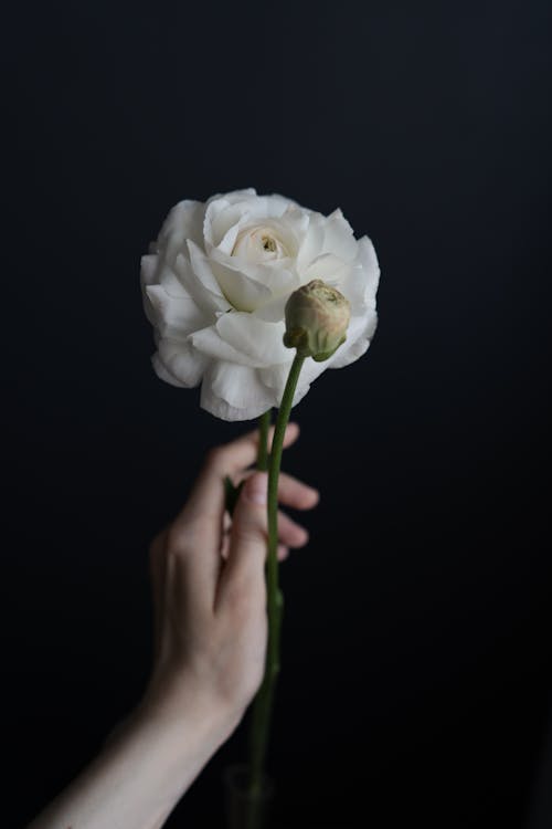 A Person Holding a White Rose