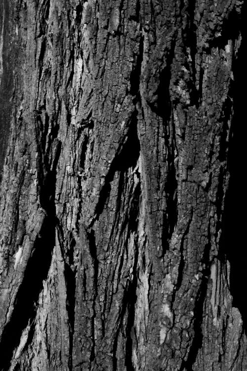 Grayscale Photo of a Tree Trunk