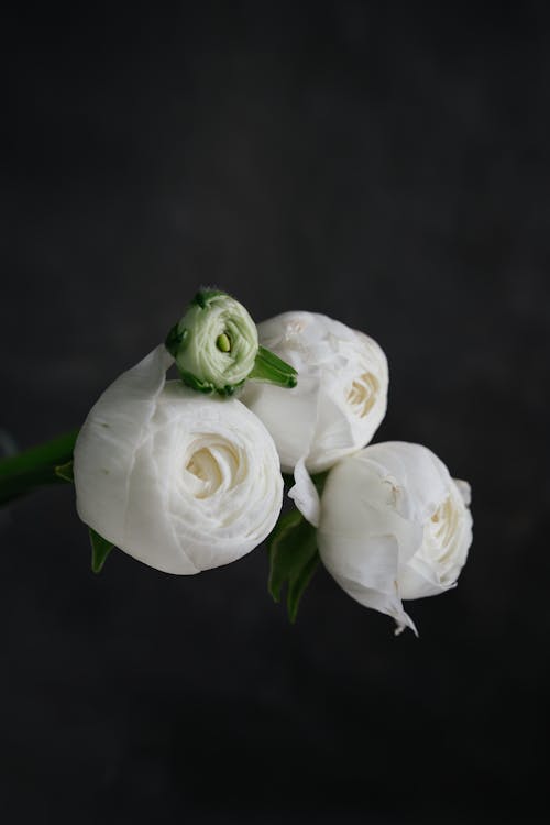 Elegant White Roses in Black Background