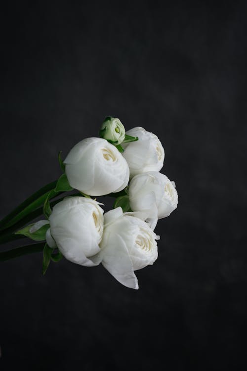 Ingyenes stockfotó elegáns, fehér rózsák, fekete háttér témában