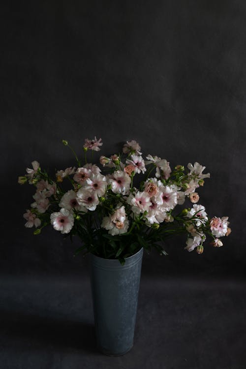 คลังภาพถ่ายฟรี ของ กลีบดอก, กำลังบาน, ดอกไม้