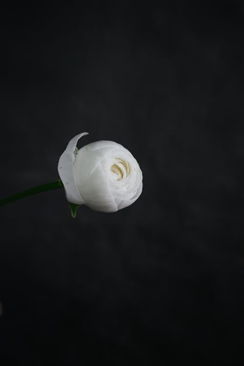 A Beautiful White Flower Bud