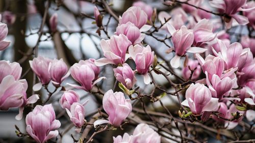 Free Close-up of beautiful pink magnolia blossoms in full bloom during springtime. Stock Photo