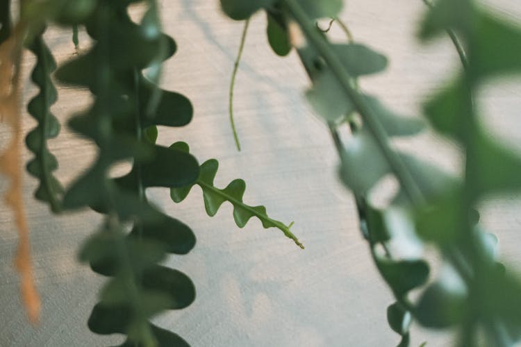 Stems Of The Fishbone Cactus