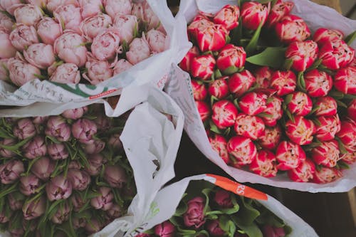 Kostenloses Stock Foto zu blumen, blumensträuße, blüten