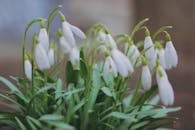 A Close-Up Shot of Snowdrop Flowers