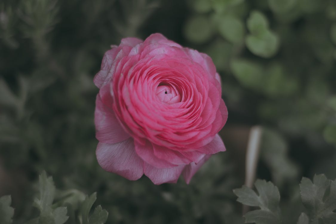 
A Close-Up Shot of a Persian Buttercup Flower