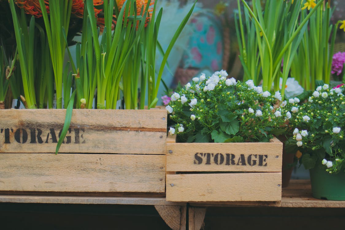 
Plants and Flowers on Labeled Wooden Plant Boxes
