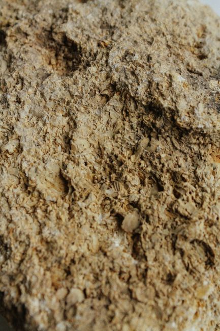 Textured backdrop of rough carbonate sedimentary rock with dense structure and dry uneven surface