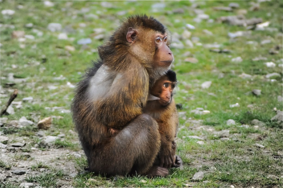 Baby Monkey Close to his Mother