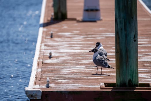 Two seagulls relaxing on the boardwalk at Carolina Beach, NC.