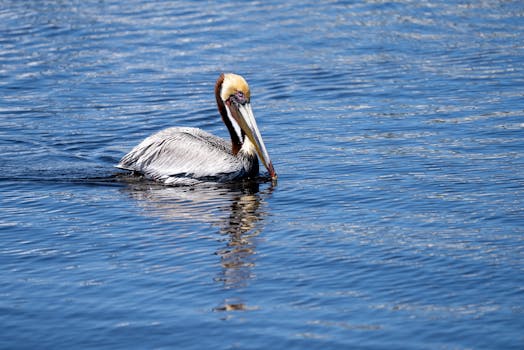 A brown pelican gracefully swims on a sunny day at Carolina Beach, NC.