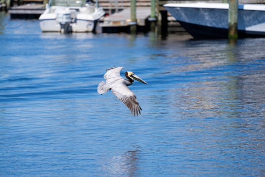 Brown pelican flying low over the water at Carolina Beach Harbor in North Carolina.