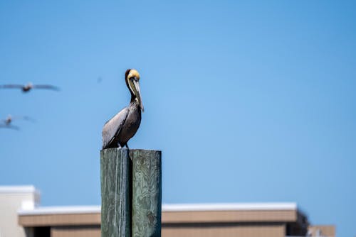Pelican on Gray Wooden Fence Under the Sky