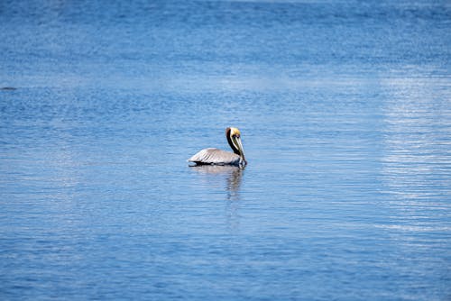 A Pelican in the Sea