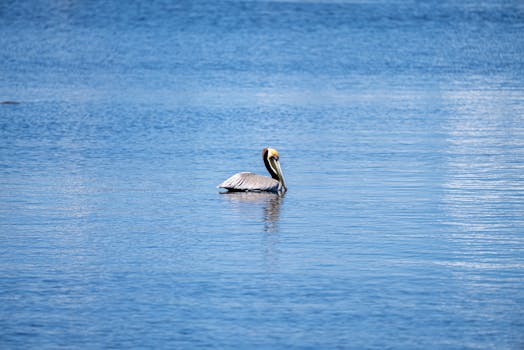A pelican gracefully floats on the tranquil waters at Carolina Beach, NC, on a sunny day.