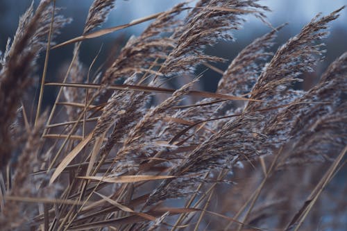 Close-Up Shot of Dried Grass