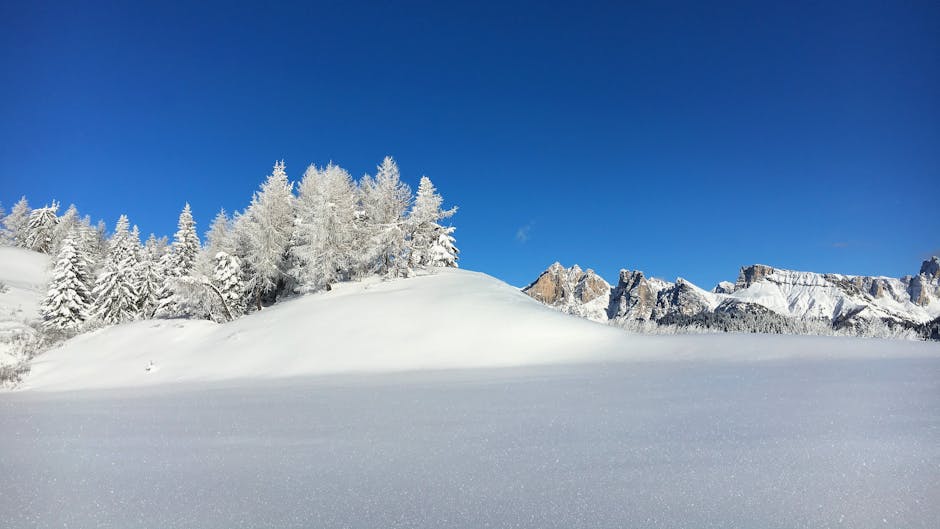 Pine Trees on Snow