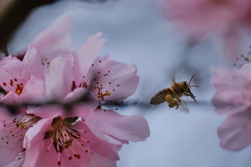 Free stock photo of bee, flower, insect