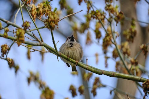 Close-Up Shot of a Sparrow Perched on a Twig